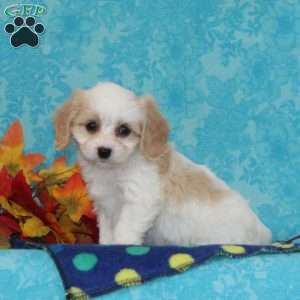 Apple, Cavachon Puppy